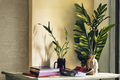 Lucky Bamboo Live Plants Set of 7 – 4 Inch Dracaena sanderiana Indoor Houseplants for Home Office Decor