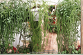 Hoya Linearis Live Plant in 4.5-Inch Hanging Basket, Trailing Tropical Houseplant, Indoor Garden, Green Foliage