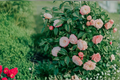 Camellia japonica 'Grace Albritton' Live Starter Plant Pink Flower Evergreen Shrub