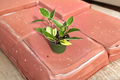 Variegated Hoya Macrophylla Live Plant, Rooted 4-Inch Indoor Houseplant, Tropical Trailing Foliage