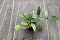 Hoya Latifolia Rangsan Splash Live Plant, Rare Splash Variegation, 4 Inch Pot, Tropical Houseplant, Indoor Decor, Collector Gift