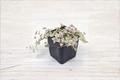 Little Missy Variegated Sedum Succulent Plant in 2-Inch Pot, Trailing Green and Cream Foliage, Easy-Care Indoor and Container Plant