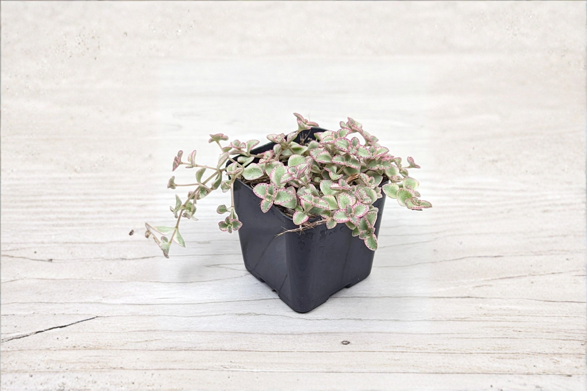 Little Missy Variegated Sedum Succulent Plant in 2-Inch Pot, Trailing Green and Cream Foliage, Easy-Care Indoor and Container Plant