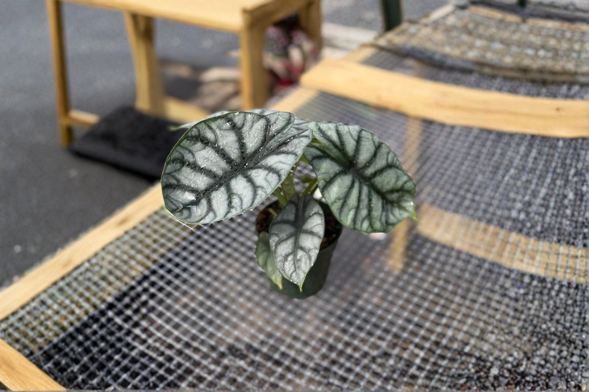 Alocasia Silver Dragon Live Plant, 4-Inch Grower’s Pot, Tropical Houseplant with Silver-Green Foliage, Indoor Decor, Alocasia baginda