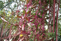 Ruby Necklace Succulent Live Plant in 4-Inch Pot, Othonna capensis, Trailing Purple Foliage, Drought Tolerant, Indoor & Outdoor