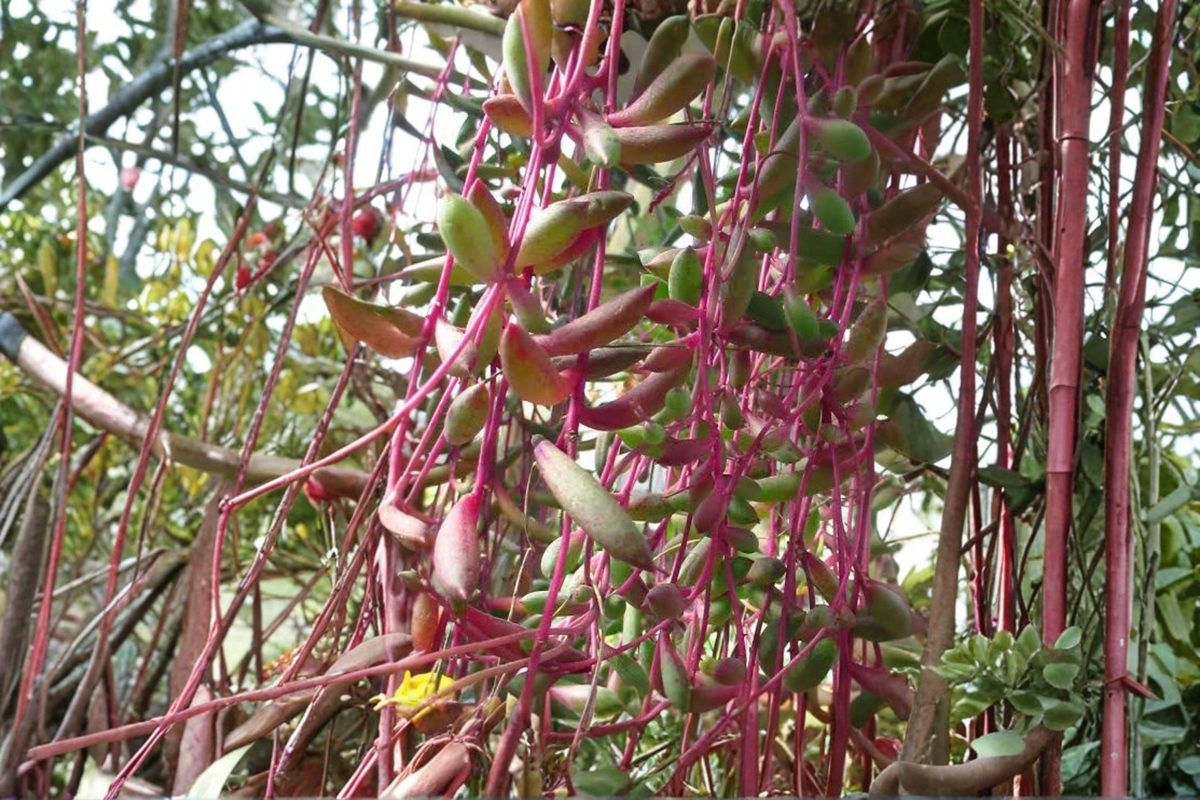 Ruby Necklace Succulent Live Plant in 4-Inch Pot, Othonna capensis, Trailing Purple Foliage, Drought Tolerant, Indoor & Outdoor