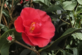 Japanese Camellia Greensboro Red 3 Gallon Evergreen Flowering Shrub Camellia japonica Red