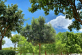 Chinquapin Oak Tree – 4-6 Ft Live Deciduous Shade Tree Quercus muehlenbergii for Garden Landscape