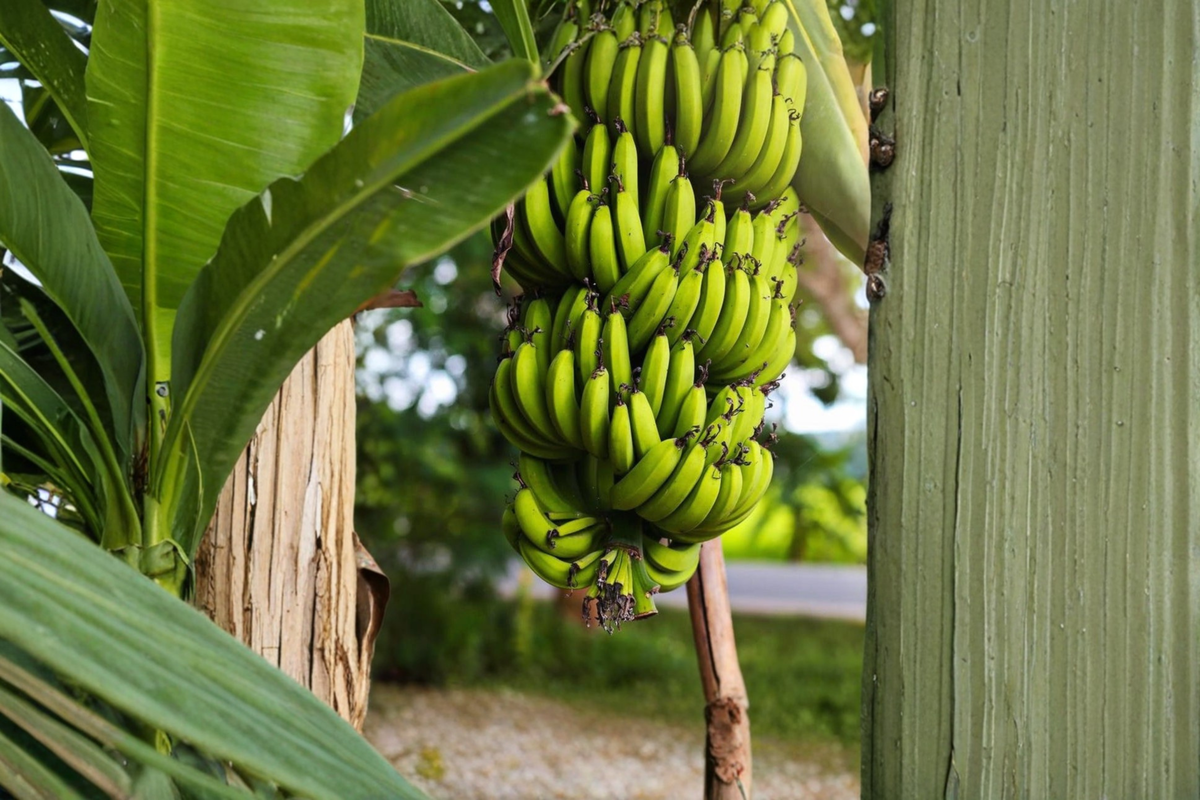 Dwarf Cavendish Banana Tree Live Plant – Tropical Musa acuminata, 2ft Tall, Compact, Green Foliage, Container or Outdoor Garden
