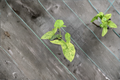 Syngonium Mojito Live Plant – Variegated Arrowhead Tropical Houseplant for Indoor Decor & Gift