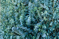 Fresh Eucalyptus Shower Bundle - 4 Stems, 14 Inch Greenery, Botanical Foliage, Eucalyptus spp. for Bathroom Decor & Floral Arrangements