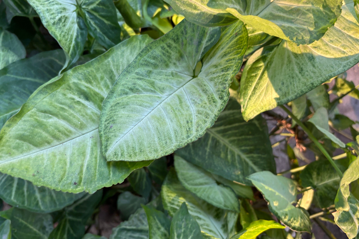 Bare Root Arrowhead Plant – Syngonium podophyllum, Indoor Tropical Houseplant, Arrow-Shaped Foliage, Easy-Care, Container & Office Decor