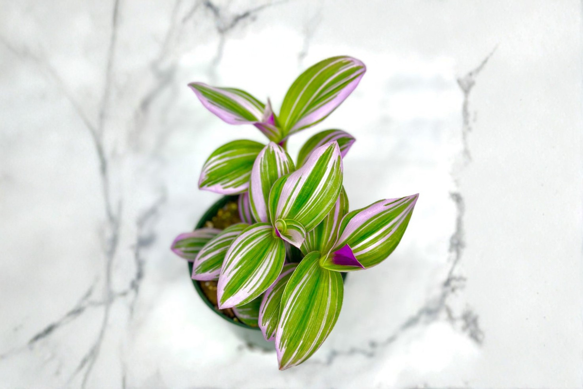 Tradescantia Nanouk Live Plant – 3-Inch Pot Pink Purple Variegated Houseplant Indoor Decor