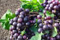 Black Lane Muscadine Grape Vine Live Plant – 2 Gallon Climbing Fruit Vine Vitis rotundifolia for Garden Vineyard