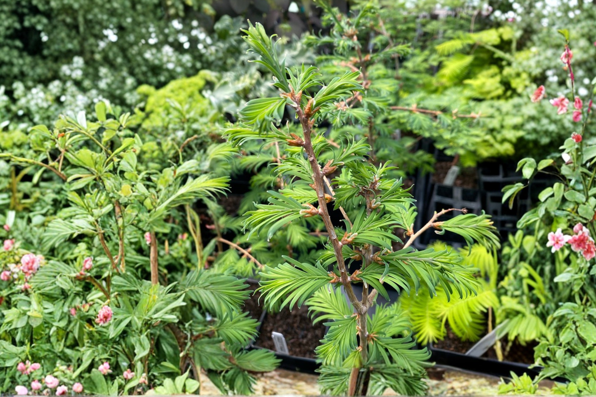 Hamlets Broom Dawn Redwood Live Plant – 8 Inch Grafted Compact Conifer Tree for Landscape Garden, Metasequoia glyptostroboides