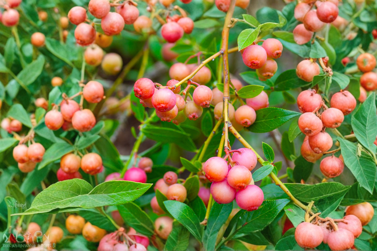 Pink Lemonade Blueberry Seeds – Compact Vaccinium hybrid ‘Pink Lemonade’ for Indoor & Outdoor Container Gardening