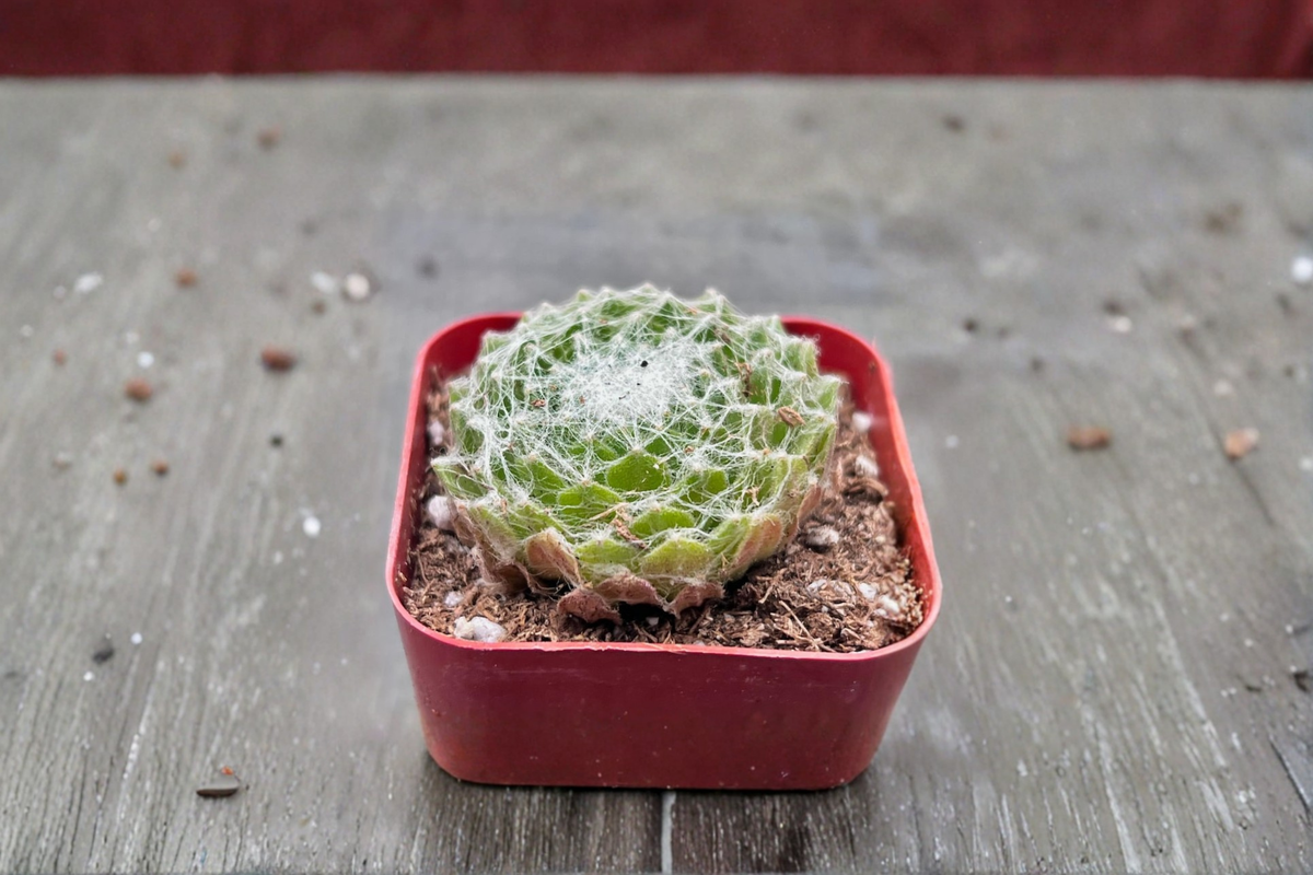 Cobweb Sempervivum Succulent Plant in 2 Inch Pot, Webbed Rosette, Indoor Outdoor Garden Decor, Sempervivum arachnoideum