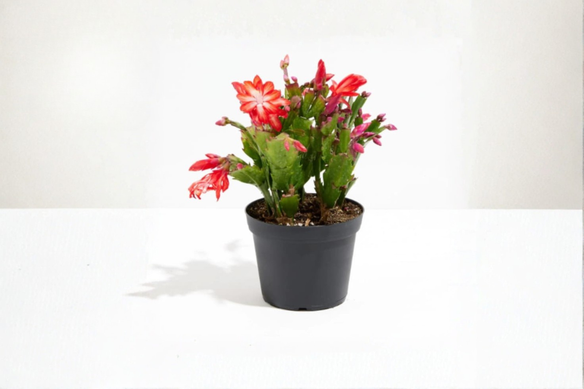 Christmas Cactus Live Plant 4-Inch Pot, Schlumbergera, Flowering Succulent, Indoor Decor, Holiday Gift
