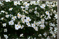 Honorine Jobert Anemone Live Plants – 3 Rooted Perennial Garden Flowers in 1 Qt Pots, White Windflower, Late Season Bloomers