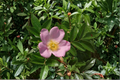 Pasture Rose Live Plant 2-Gallon Pot Rosa carolina Native Pink Flowering Shrub for Garden Landscape