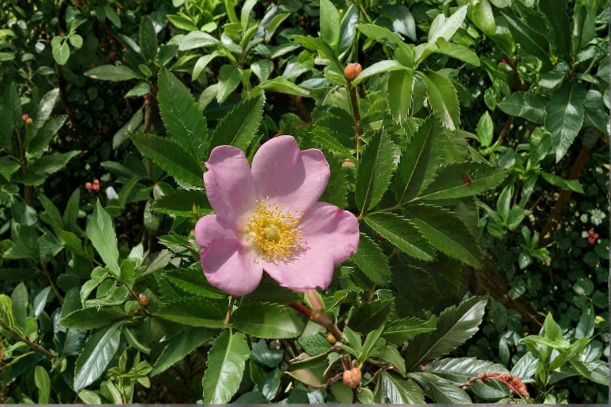Pasture Rose Live Plant 2-Gallon Pot Rosa carolina Native Pink Flowering Shrub for Garden Landscape
