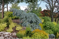 Colorado Blue Spruce Live Plant – 10 Inch Weeping Picea pungens ‘The Blues’ Evergreen for Garden & Landscape