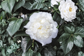 Japanese Camellia ‘Fifth Avenue’ 3 Gallon Evergreen Flowering Shrub with Pink and White Blooms