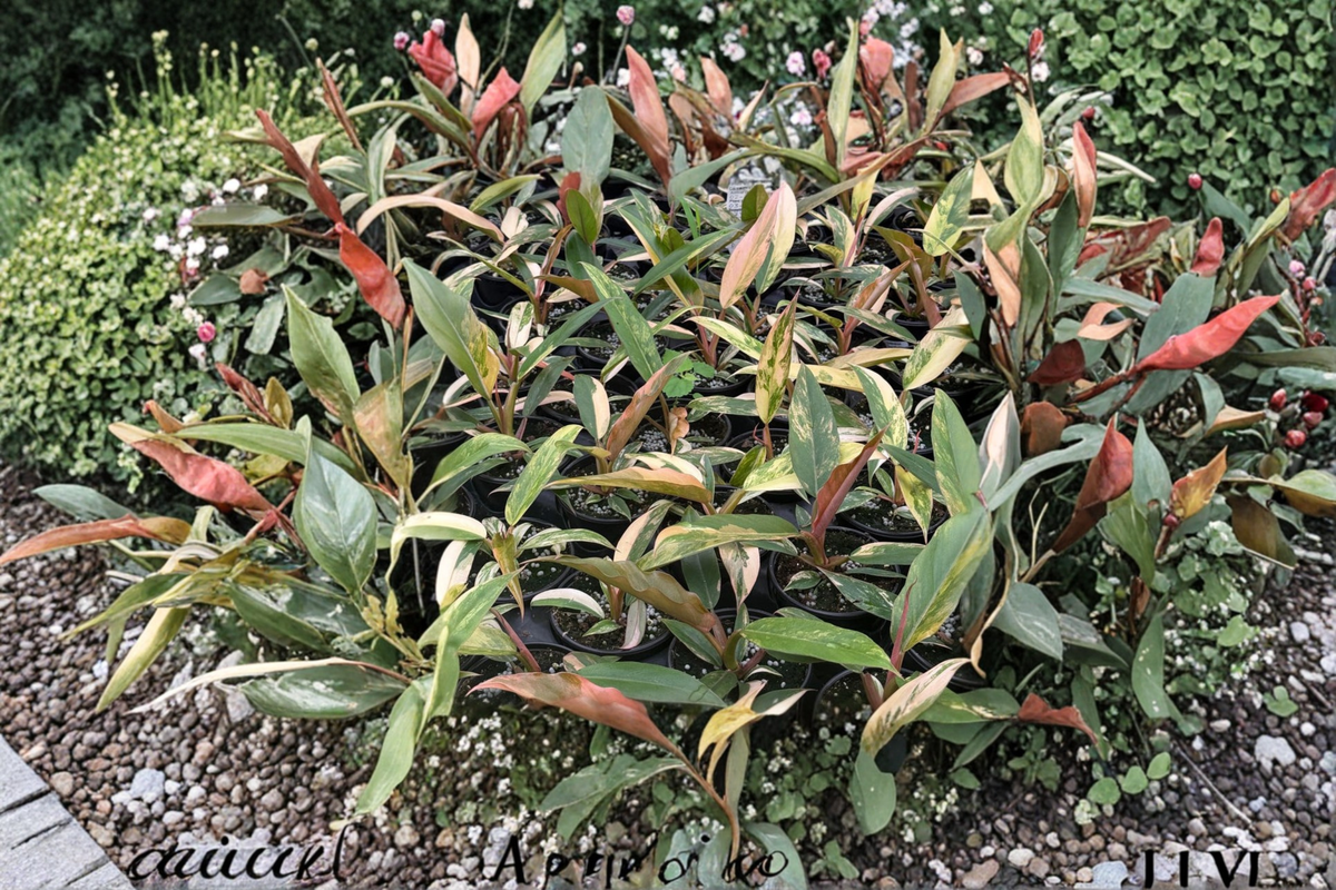 Philodendron Caramel Marble Live Plant – 4 Inch Variegated Tropical Houseplant for Indoor & Outdoor Decor