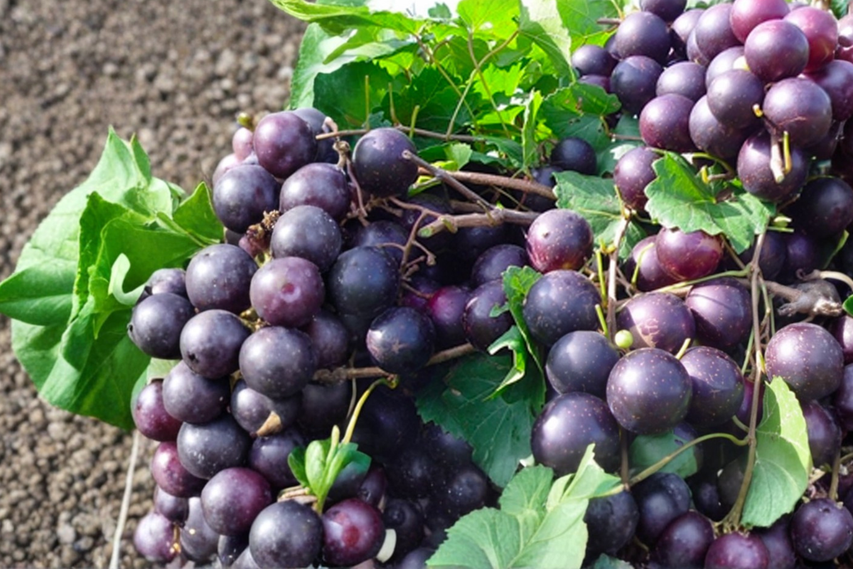 Black Beauty Muscadine Grape Vine Live Plant 2-Gallon Female Climbing Vine for Garden Trellis Vines Vitis rotundifolia