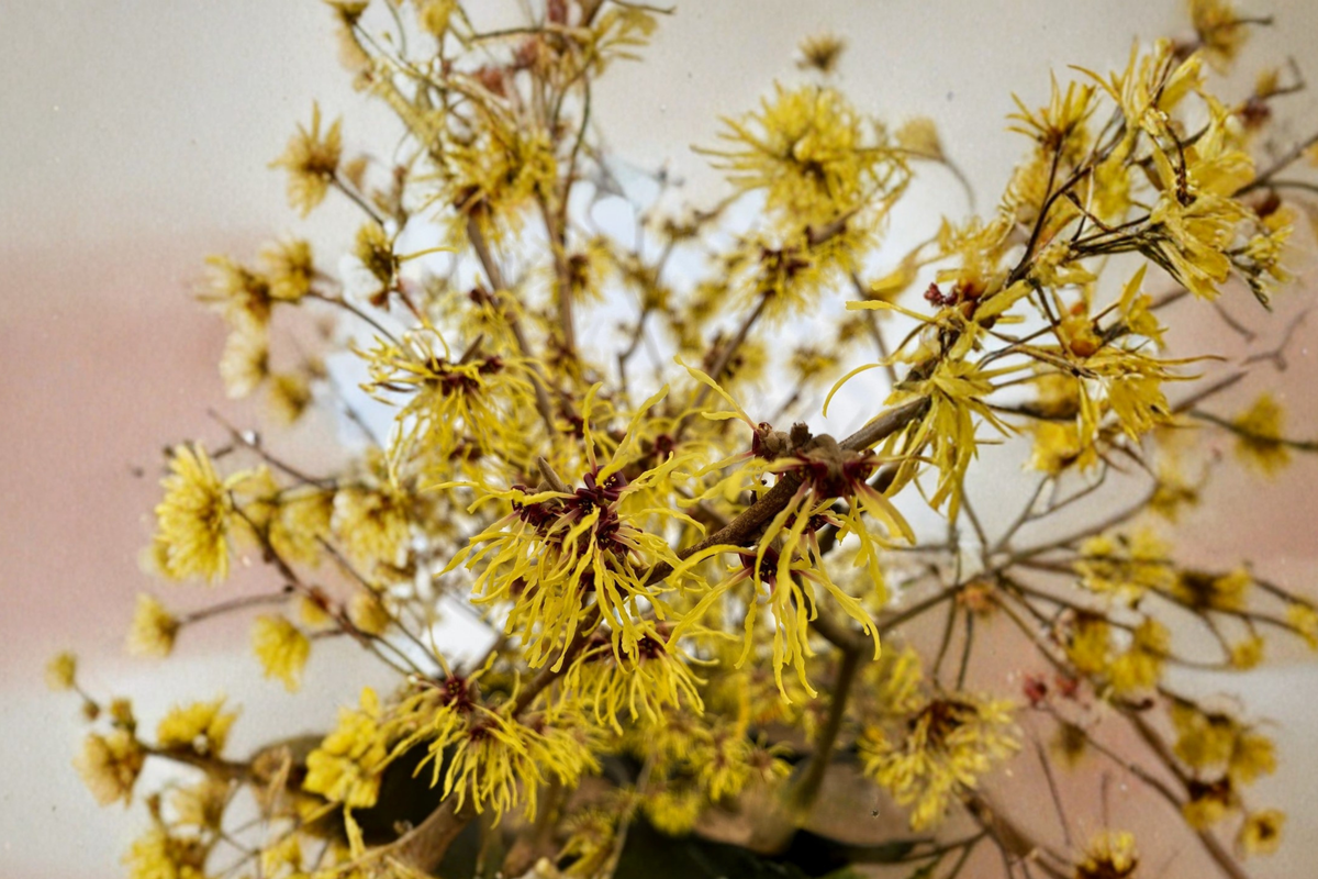 Brandis Witch Hazel Live Plant – 12 Inch Grafted Hamamelis x intermedia 'Brandis' Orange Winter Bloom Shrub