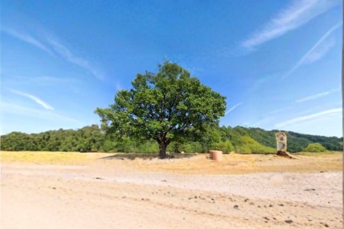 Live Oak Tree 4–6 Ft, Evergreen Shade Tree, Quercus virginiana, Landscape Large Canopy Outdoor Plant