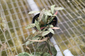 Hoya Sigillatis Live Plant, 4 Inch Indoor Tropical Houseplant, Silver Speckled Foliage, Trailing Vine, Rare Hoya for Hanging & Decor