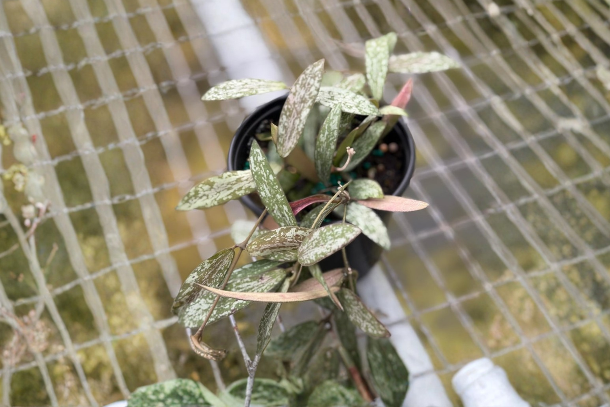 Hoya Sigillatis Live Plant, 4 Inch Indoor Tropical Houseplant, Silver Speckled Foliage, Trailing Vine, Rare Hoya for Hanging & Decor