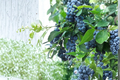 Blueberry Plant, 1 Gallon, Rabbiteye Blueberry, Vaccinium ashei, Fruit Producing Shrub for Garden & Outdoor