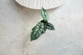 Alocasia Dragon Scale Live Plant, 4-Inch Pot, Rare Tropical Houseplant, Alocasia baginda ‘Dragon Scale’, Indoor Decorative Foliage