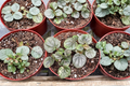 Peperomia Pink Lady Live Plant, Variegated Tropical Houseplant in 4 Inch Pot, Indoor Decor, Rare Variegated Foliage