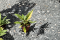 Philodendron Ring of Fire Variegated Indoor Plant - Rooted 4-Inch Tropical Houseplant with Colorful Foliage