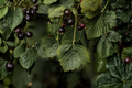 American Black Currant Live Rooted Starter Plant – Edible Ribes americanum Native Shrub for Food Gardens and Landscapes