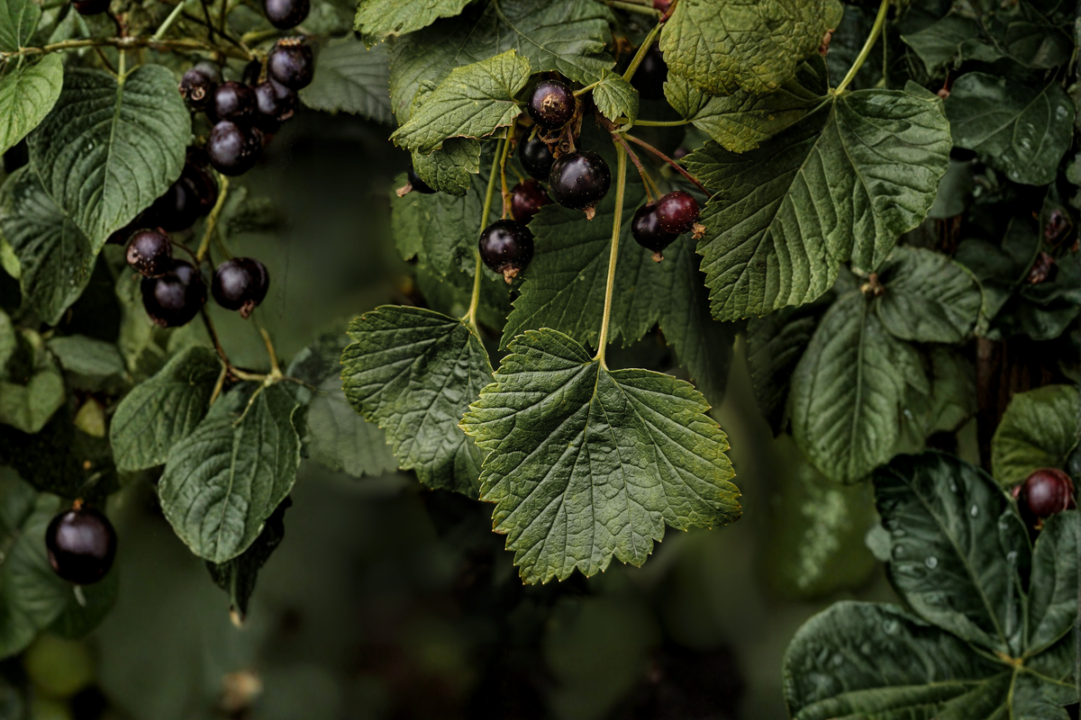 American Black Currant Live Rooted Starter Plant – Edible Ribes americanum Native Shrub for Food Gardens and Landscapes