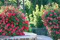 Double Knock Out Red Rose Live Plant – 3 Gallon Flowering Shrub for Garden Landscape, Easy Care, Red Blooms, Rosa spp.