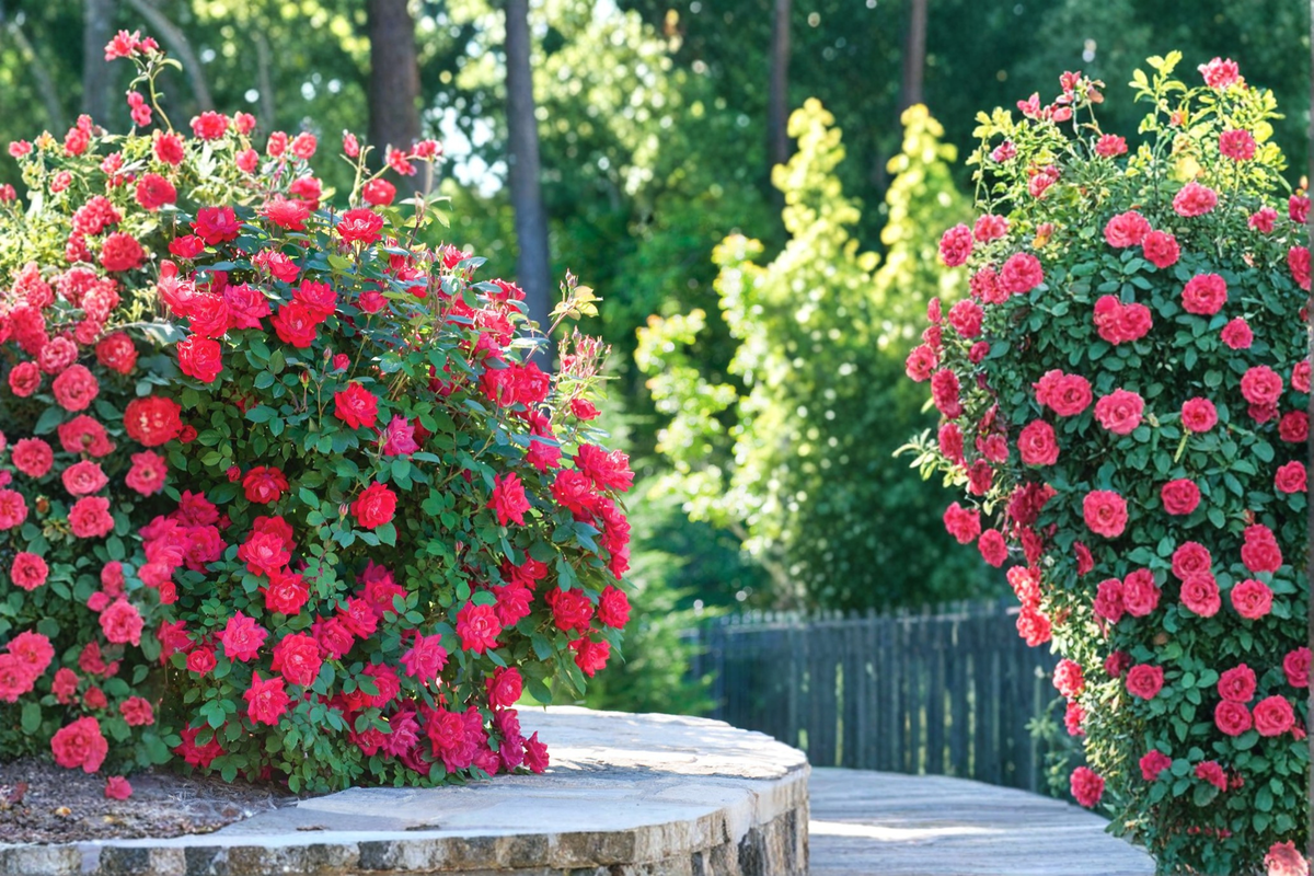 Double Knock Out Red Rose Live Plant – 3 Gallon Flowering Shrub for Garden Landscape, Easy Care, Red Blooms, Rosa spp.