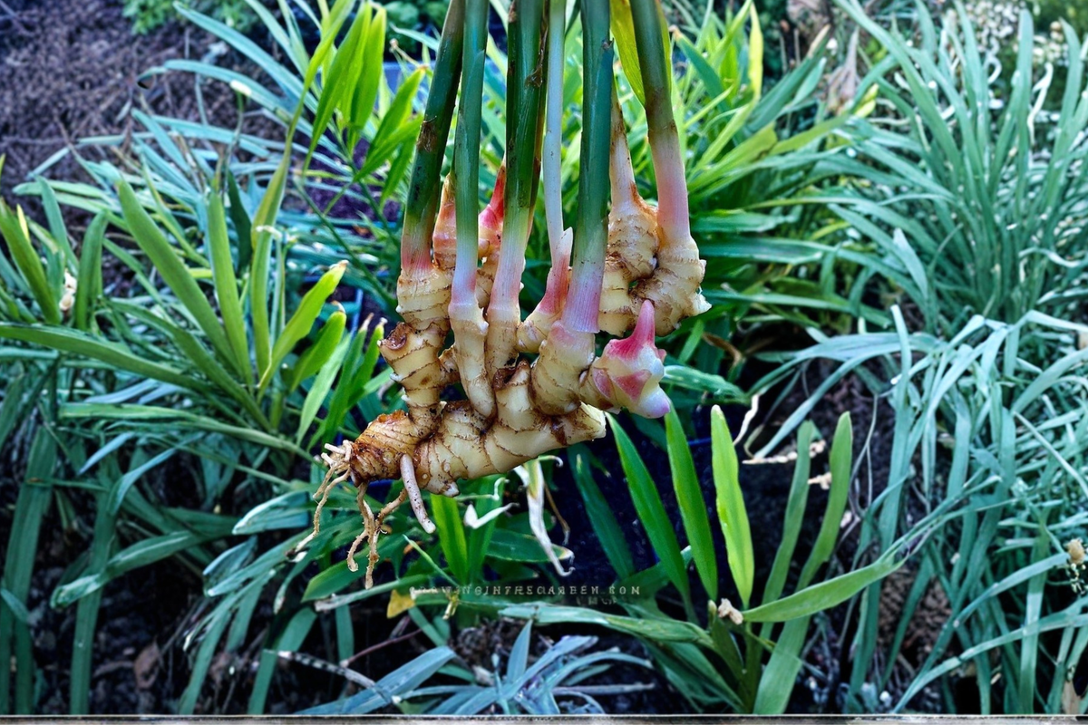 Thai Galangal Ginger Plant Set – 2 Live Alpinia galanga Culinary Herbs for Tropical Garden & Container Growing