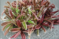 Neoregelia 'Fireball' Bromeliad Live Pup Bare Root – Compact Tropical Houseplant with Bright Red Foliage, Indoor & Container Display
