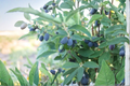 Blue Hokkaido Honeyberry Plant Live Shrub – Edible Landscape, Berry Garden, Lonicera caerulea