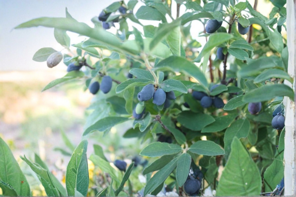 Blue Hokkaido Honeyberry Plant Live Shrub – Edible Landscape, Berry Garden, Lonicera caerulea