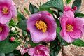 Japanese Camellia ‘Grape Soda’ 3 Gallon Evergreen Flowering Shrub Deep Red Camellia japonica