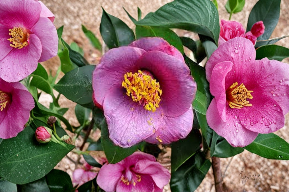 Japanese Camellia ‘Grape Soda’ 3 Gallon Evergreen Flowering Shrub Deep Red Camellia japonica