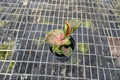 Syngonium Strawberry Ice Live Plant – Pink, Green, Cream Variegated Indoor Houseplant – Tropical Arrowhead Foliage