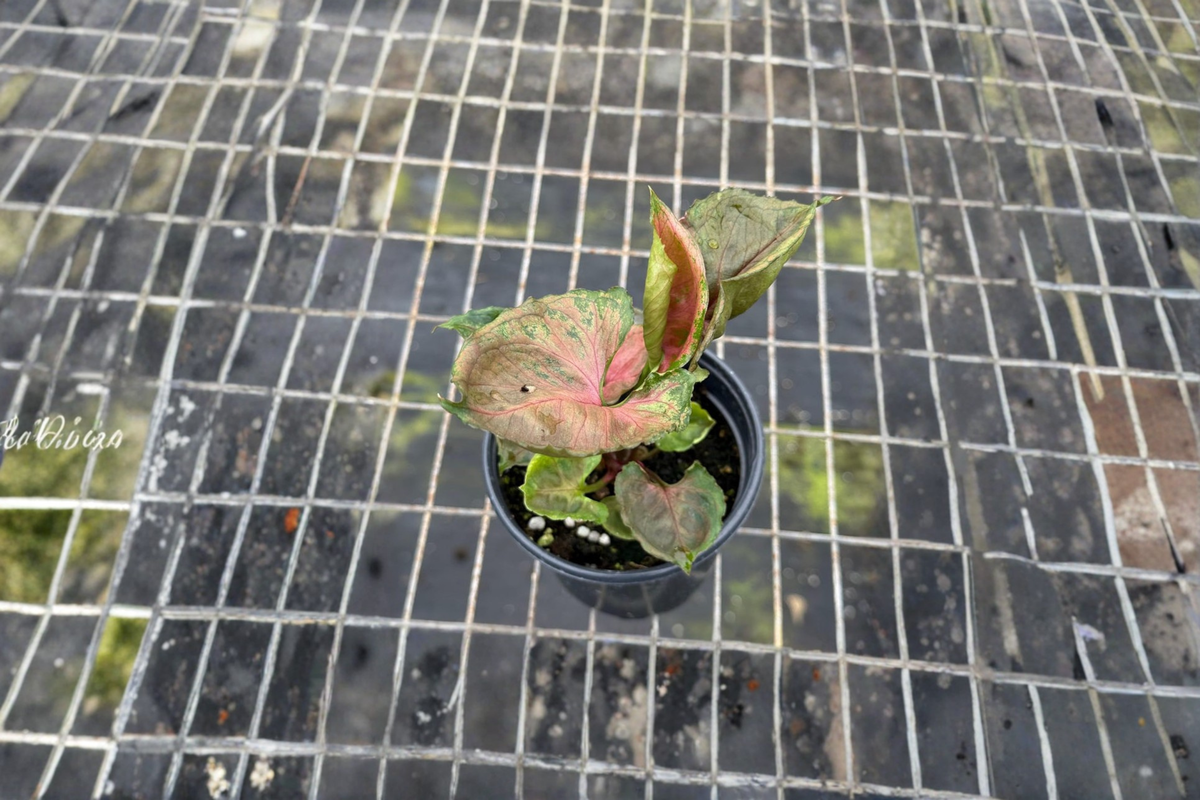 Syngonium Strawberry Ice Live Plant – Pink, Green, Cream Variegated Indoor Houseplant – Tropical Arrowhead Foliage
