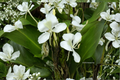 White Ginger Lily Live Plant, Butterfly Ginger, Tropical Perennial, Hedychium coronarium, Garden Flower